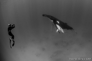 Southern Humpback Whale and Calf with Free-diving Videogr... by Henrik Gram Rasmussen 